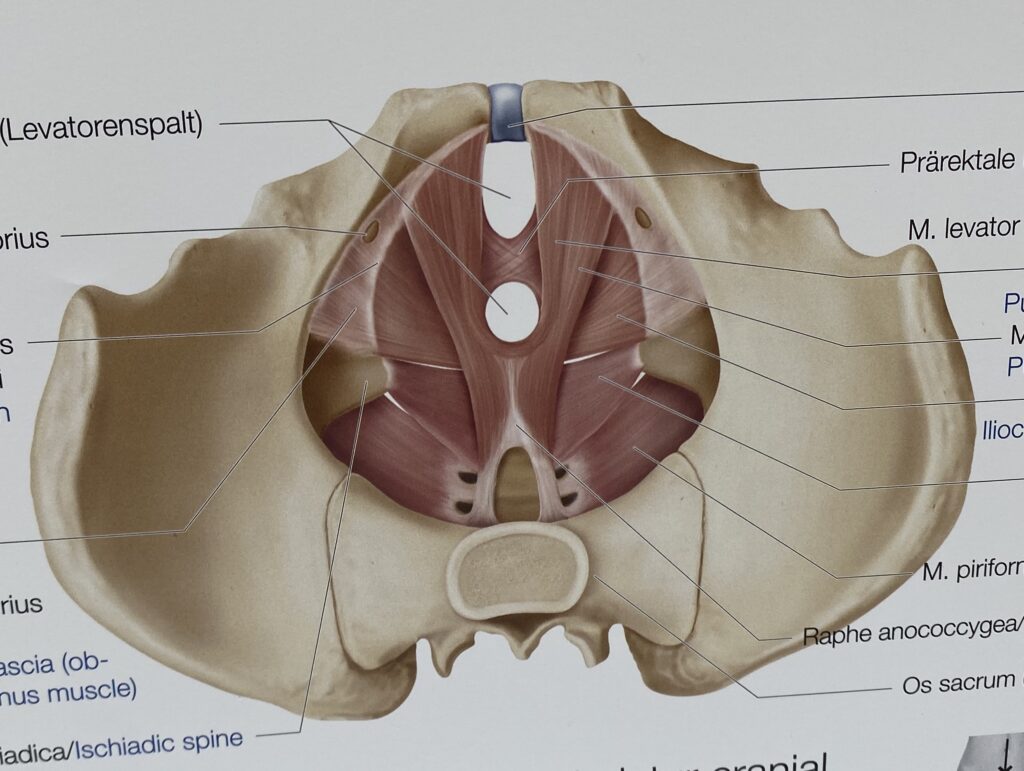 Fysioterapi, gyn obs, graviditet, bækkenbund